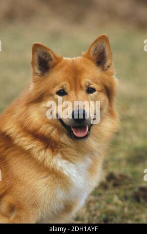 Chien de Berger Islandais l'Islande ou des adultes, Portrait Banque D'Images