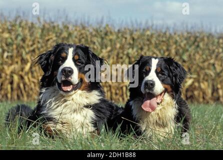 Chien de montagne bernois, adultes assis près du champ de maïs Banque D'Images