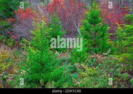 Une forêt mixte de conniers et de feuillus en automne dans les montagnes Pocono en Pennsylvanie. Banque D'Images