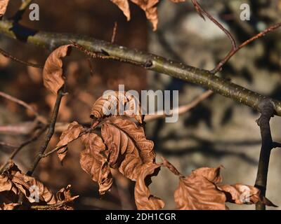 Vue rapprochée de feuilles de hêtre brun flétris avec branche dans la forêt d'arbres à feuilles caduques à Swabain Alb, Allemagne à la fin de l'automne. Banque D'Images