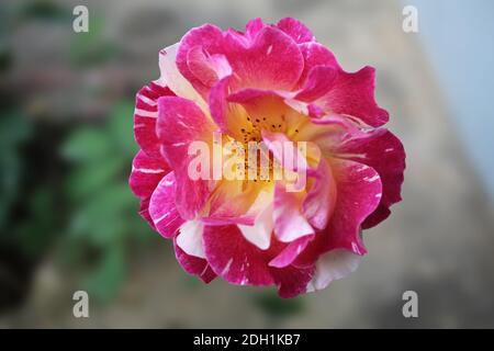Rose jaune et rose pétale de thé hybride dans un jardin gros plan Banque D'Images