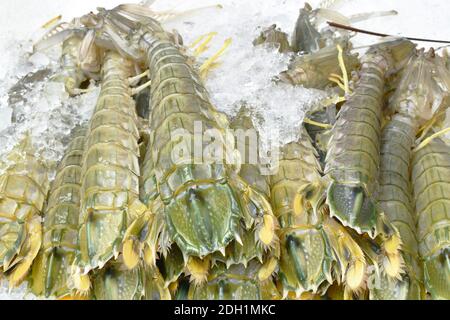 écrevisses ou crevettes mantis congelées sur glace pour la cuisson à Restaurant en Thaïlande Banque D'Images