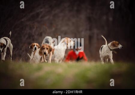 Hamilton Hunt Fox hounds et des scènes de chasse Banque D'Images