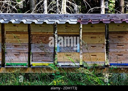 Vue sur les ruches de miel dans une rangée dans la nature Banque D'Images