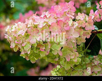 Gros plan des petites fleurs roses d'une Hydrangea paniculata Buisson de praecox dans un jardin Banque D'Images