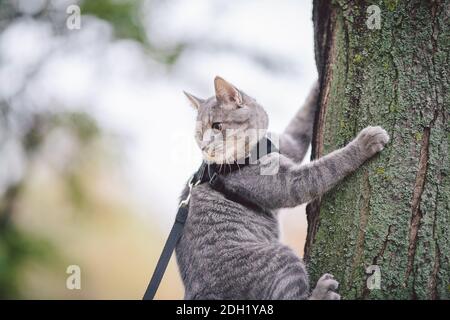 Joli gris jeune chat habillé laisse pour les chats à l'extérieur dans rue du parc d'automne, se dresse sur l'épaule du propriétaire, arrière de l'homme habillé sac à dos transparent pour chats, non Banque D'Images