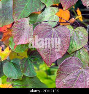 Des feuilles variégées attrayantes de pansy forestière, Cerci canadensis, après une douche de pluie Banque D'Images