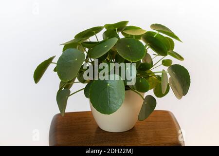 Pilea Peperomioides, plante missionnaire, plante de crêpe ou de l'argent chinois plante potée dans un pot de crème sur une petite table en bois sur un fond blanc. Banque D'Images