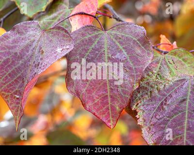 Des feuilles variégées attrayantes de pansy forestière, Cerci canadensis, après une douche de pluie Banque D'Images