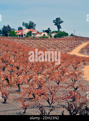 vue o paso robles san louis obispo californie vignoble et cave de vinification en automne affichant les couleurs de l'automne Banque D'Images