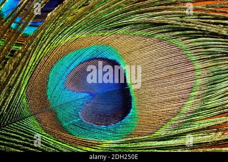 gros plan d'une plume de paon montrant l'iridescence Banque D'Images