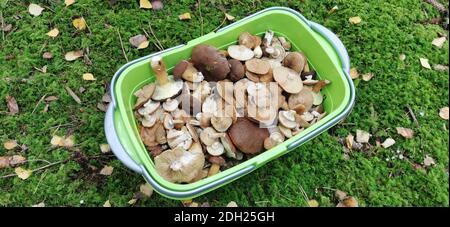 Un panier de champignons fraîchement cueillis se trouve dans l'herbe Banque D'Images
