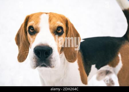 Beagle debout à l'extérieur contre la neige blanche et vive en regardant la caméra. Banque D'Images