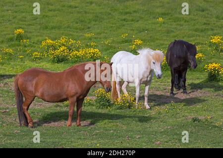 Trois chevaux islandais (Equus ferus cabaallus / Equus Scandinavicus) dans la prairie en été, Islande Banque D'Images