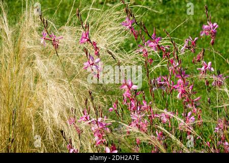 Gaura lindheimeri herbe ornementale Stipa Banque D'Images