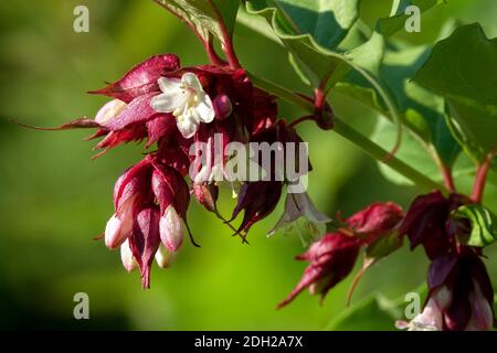 Leycesteria formosa ' Purple Rain ', fleur de chèvrefeuille de l'Himalaya Leycesteria Banque D'Images