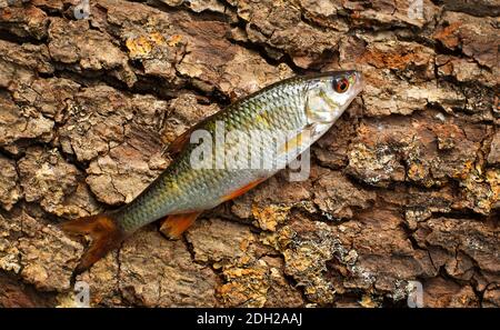 Common Roach, Rutilus rutilus Stock Photo