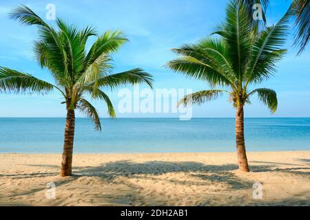 Plage de sable avec cocotier et ciel bleu. Paysage tropical . Vacances d'été . Banque D'Images