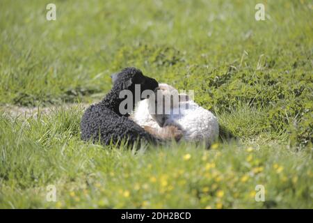 Moutons déchiquetés, Ovis aries strepsiceros Hungaricus Banque D'Images