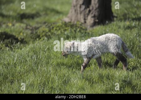 Moutons déchiquetés, Ovis aries strepsiceros Hungaricus Banque D'Images