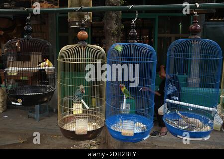 Vendeur fume à côté des cages avec différents perroquets au marché des oiseaux à Yogyakarta dans le centre de Java, en Indonésie. Banque D'Images