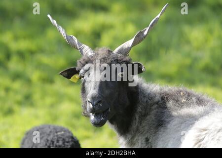 Moutons déchiquetés, Ovis aries strepsiceros Hungaricus Banque D'Images