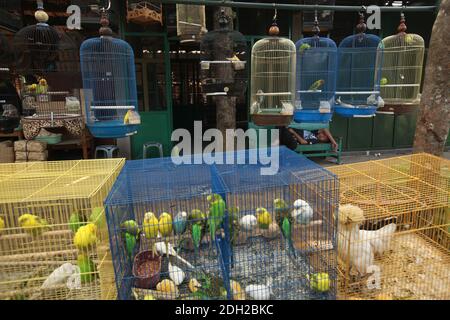 Un jeune vendeur glisse à côté de cages avec différents perroquets au marché aux oiseaux de Yogyakarta, dans le centre de Java, en Indonésie. Banque D'Images