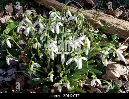 Gros plan sur les fleurs de neige qui fleurissent dans les bois pour les fonds du début du printemps. Banque D'Images