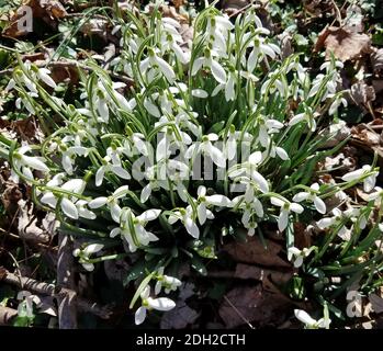 Gros plan sur les fleurs de neige qui fleurissent dans les bois pour les fonds du début du printemps. Banque D'Images