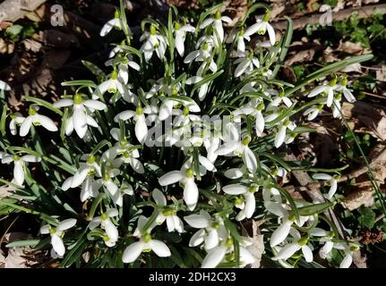 Gros plan sur les fleurs de neige qui fleurissent dans les bois pour les fonds du début du printemps. Banque D'Images