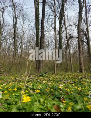 Début du printemps dans une zone boisée, avec des fleurs jaune vif sur des feuilles vertes. Banque D'Images