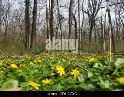 Début du printemps dans une zone boisée, avec des fleurs jaune vif sur des feuilles vertes. Banque D'Images