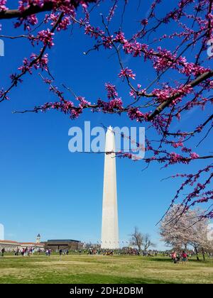 WASHINGTON DC, Etats-Unis - 2 AVRIL 2017 : l'obélisque George Washington Memorial vu du National Mall, avec des touristes se détendant pendant le Cherr annuel Banque D'Images