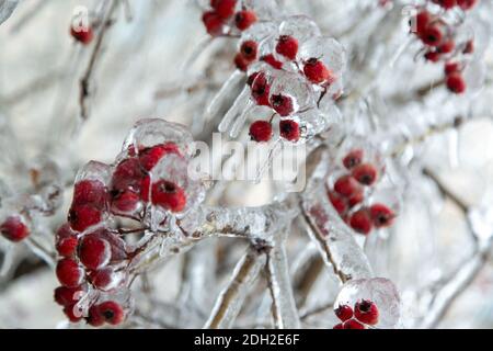 Beaucoup de mini-pommes rouges, baies accrochées sur l'arbre dans un bouquet sont très congelés, complètement dans la glace. Très grand. Banque D'Images