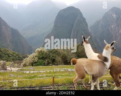 Lamas au Machu Picchu au Pérou, en Amérique du Sud, avec la citadelle et les montagnes andines en arrière-plan. Banque D'Images