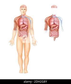 illustrations anatomiques des organes, des muscles et des nerfs du corps humain Banque D'Images