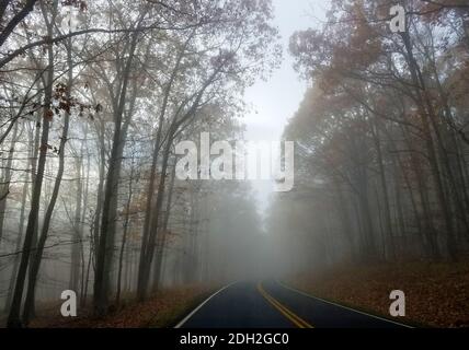 Route brumeuse qui s'enroule dans une forêt à la fin de l'automne Banque D'Images