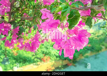 Belle fleur pourpre exotique Bougainvillea sur fond vert Banque D'Images