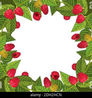 Modèle d'été avec framboises et feuilles mûres. Illustration vectorielle Illustration de Vecteur