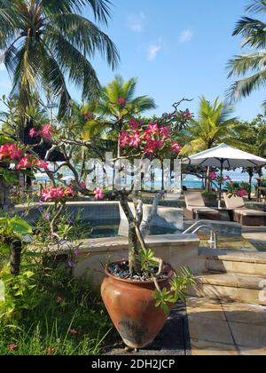 Fleur de frangipani rose dans un pot d'argile dans une station balnéaire de Candidasa à Bali, Indonésie Banque D'Images