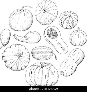 Ensemble d'éléments noirs et blancs. Citrouilles de récolte d'automne, ensemble vectoriel d'éléments isolés. Illustration de Vecteur