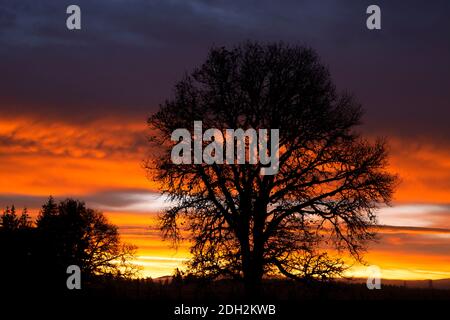 Garry Oak Sunrise, Marion County, Oregon Banque D'Images