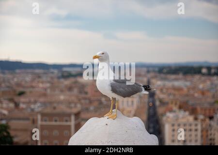 Mouette mélanocéphale coin sur la toiture du Vittoriano à Rome, Italie. Arrière-plan avec l'été journée ensoleillée et ciel bleu Banque D'Images