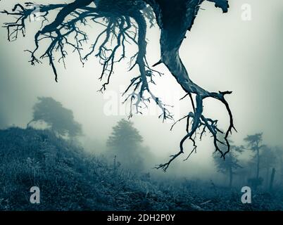 Printemps à Scenic Blue Ridge Parkway Appalaches Smoky Mountains Banque D'Images