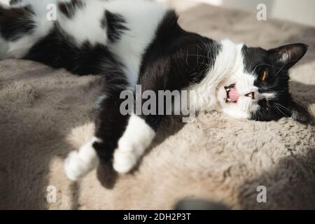 Drôle mignon chat Tuxedo noir et blanc couché dans le soleil sur une couverture souple près de la fenêtre sur le rebord de la fenêtre et regarder à l'appareil photo Banque D'Images