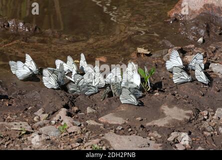 Groupe de papillons blancs à veiné noir (Aporia crataegi tianshanica) buvant depuis un sol humide par le ruisseau Tien Shan montagnes, Kazakhstan Juin Banque D'Images