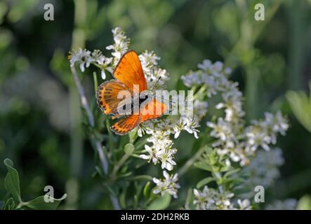 Papillon en cuivre peu ardent (Lycaena thersamon) adulte se nourrissant à la fleur avec des ailes ouvertes province d'Almaty, Kazakhstan Juin Banque D'Images