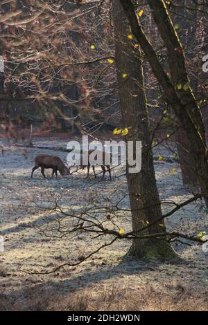 Rehe und Hirsche auf einer Lichtung in einem Wald BEI Arnsberg im Sauerland Banque D'Images