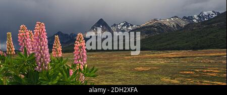 lupin fleurit dans une tourbière avec des montagnes dans le Contexte Tierra del Fuego Island Ushuaia Argentine Banque D'Images