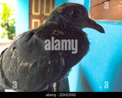 Photo D Un Bebe Pigeon En Frene Son Nom Scientifique Columbidae Photo Stock Alamy